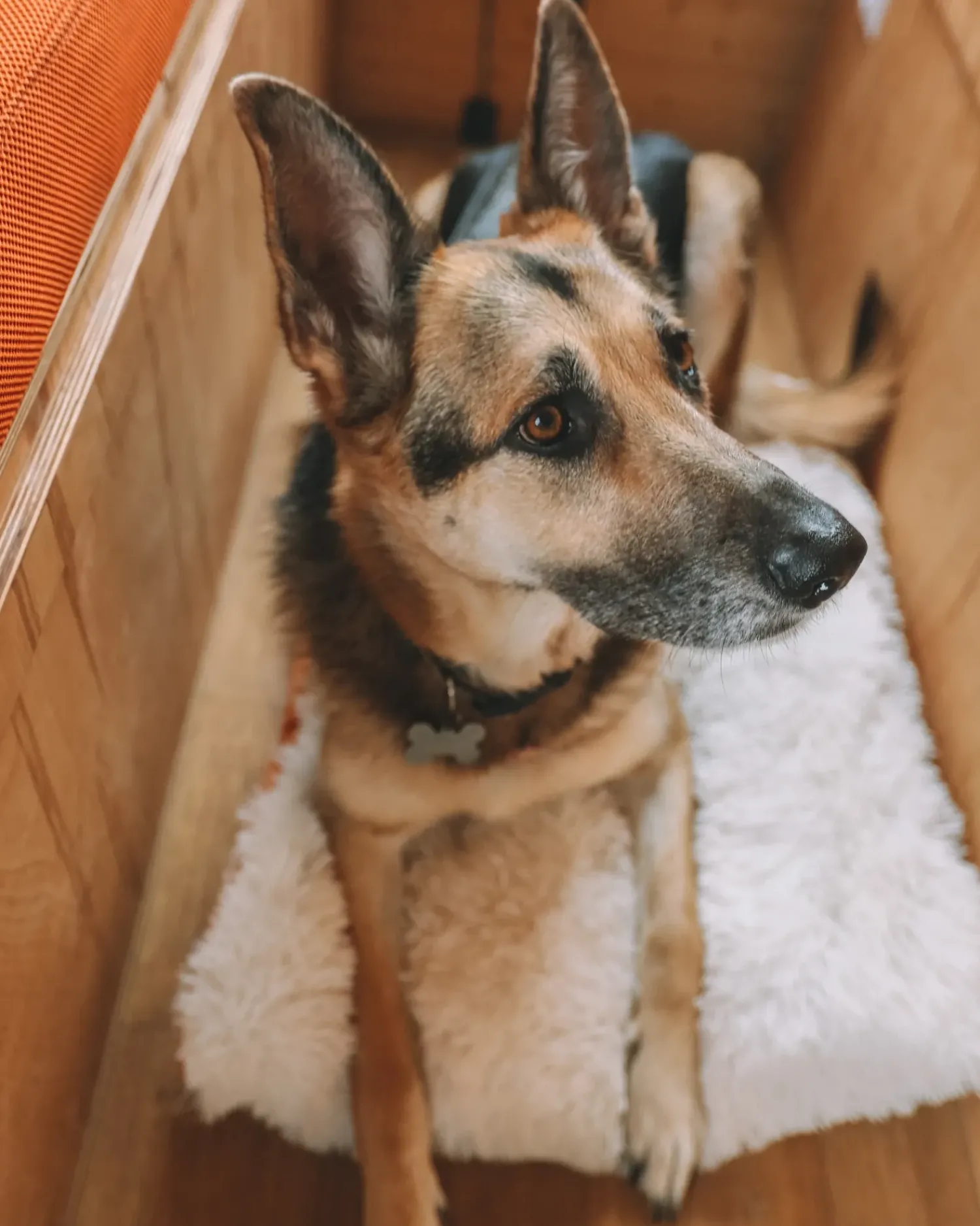 Online Beliani Cuccia per animali ERGANI Velluto Arancione