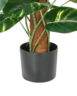 Sale Beliani Pianta artificiale DIEFFENBACHIA Verde Verde Nero