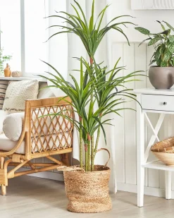 Clearance Beliani Pianta artificiale DRACAENA ANITA Verde Nero Verde