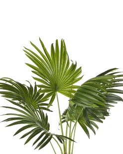 Online Beliani Pianta artificiale FAN PALM 100 cm Verde Verde Nero