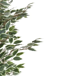 Hot Beliani Pianta artificiale FICUS 167 cm Verde Nero Verde