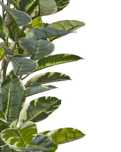 New Beliani Pianta artificiale FICUS ELASTICA Verde Nero Verde