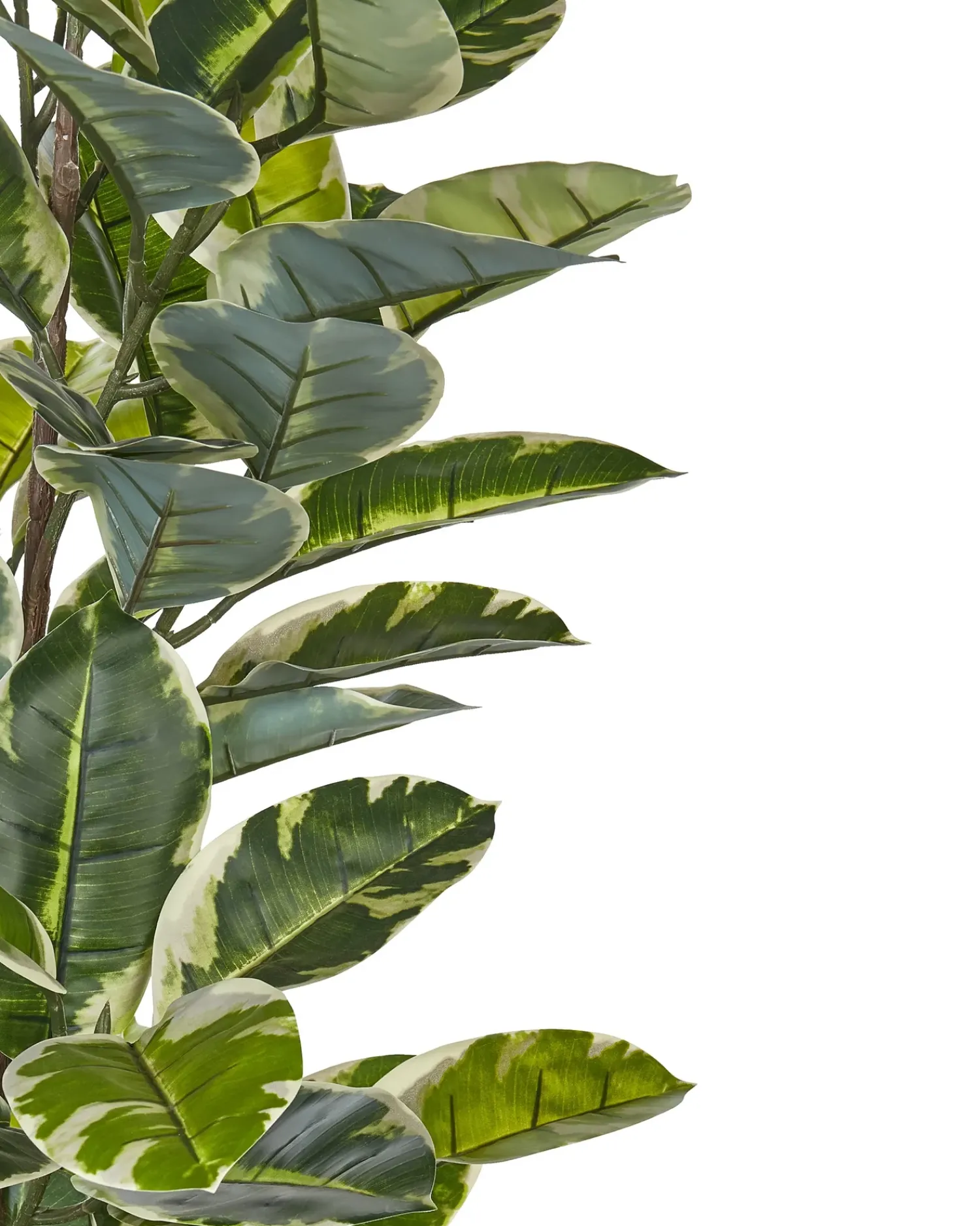 New Beliani Pianta artificiale FICUS ELASTICA Verde Nero Verde