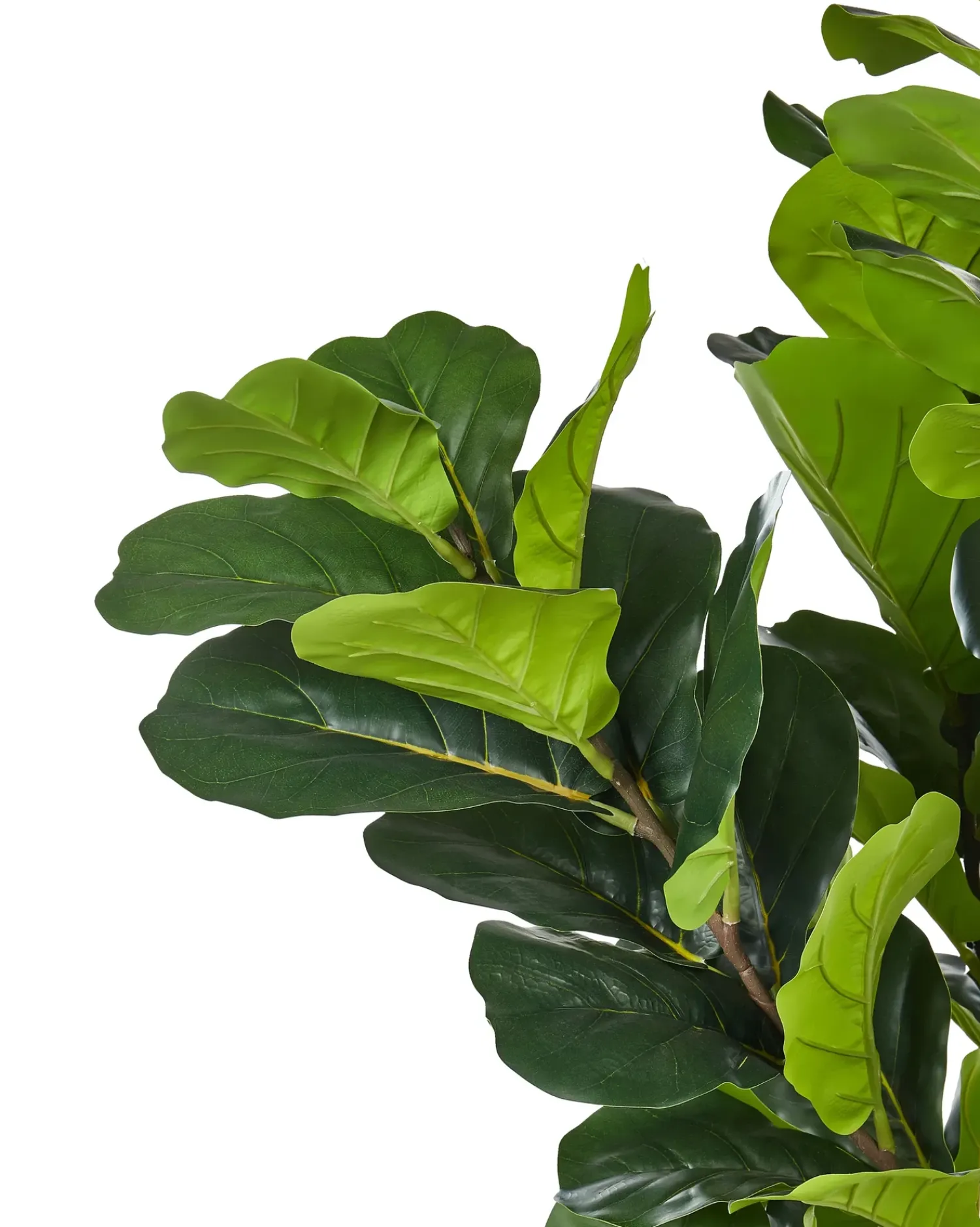 Hot Beliani Pianta artificiale FIG TREE 162 cm Verde Nero Verde