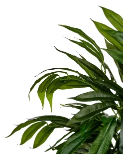 Sale Beliani Pianta artificiale LONGIFOLIA 155 cm Verde