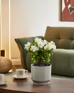 Beliani Pianta artificiale NOVELLA 36 cm Bianco Bianco Verde Nero