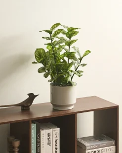 Best Beliani Pianta artificiale ORBIFOLIA 50 cm Verde Verde Nero
