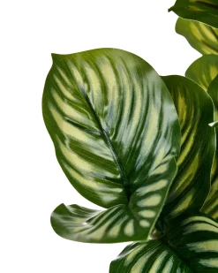 Best Beliani Pianta artificiale ORBIFOLIA 50 cm Verde Verde Nero