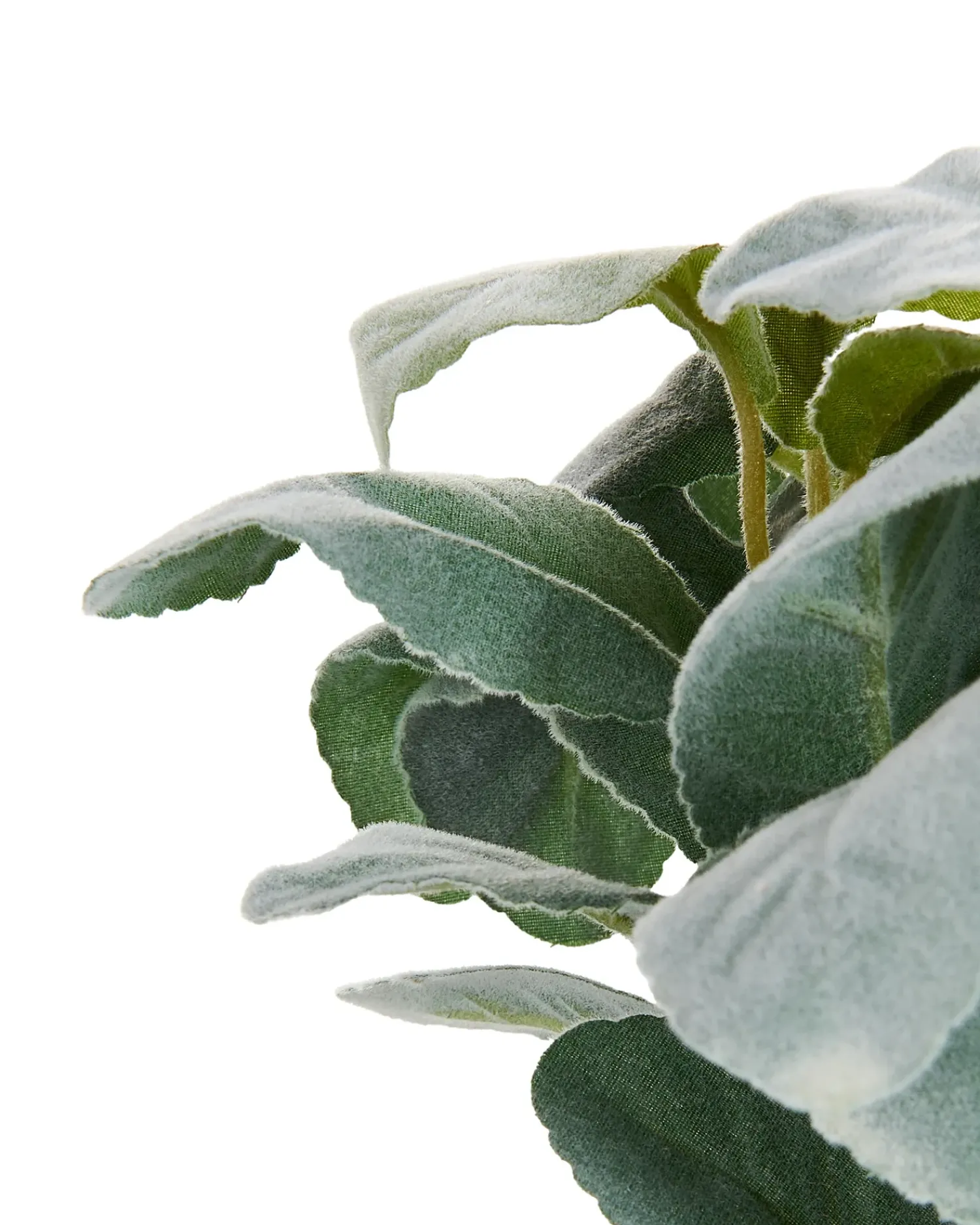 Hot Beliani Pianta artificiale PEPEROMIA ARGYREIA 30 cm Verde Nero Verde
