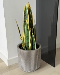 Clearance Beliani Pianta artificiale SNAKE PLANT Verde Verde Nero