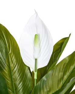 Outlet Beliani Pianta artificiale SPATHPHYLLUM 70 cm Verde Bianco Verde