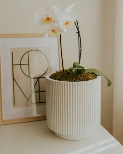 Beliani Vaso per piante DARIA sporco Bianco