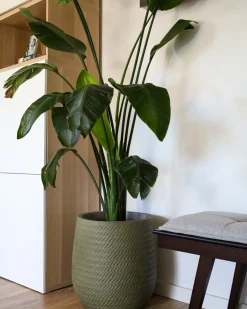 Outlet Beliani Vaso per piante LIVADIA oliva Verde