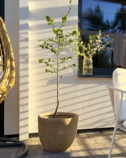 Online Beliani Vaso per piante LIXOURI 47 cm Beige
